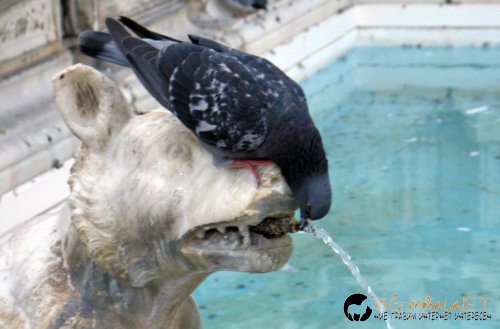 Снимчици за събуждане