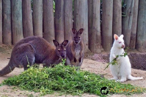 Снимчици за събуждане