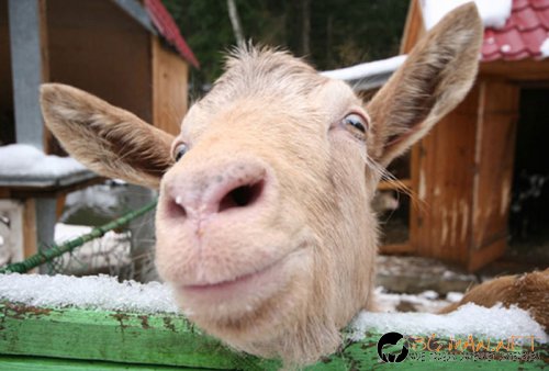 Снимчици за събуждане