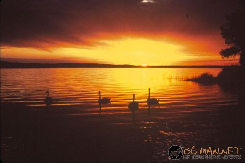 Красиви залези