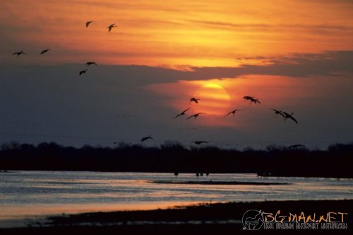 Красиви залези