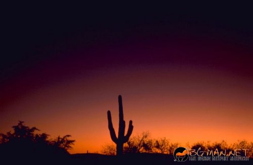 Красиви залези