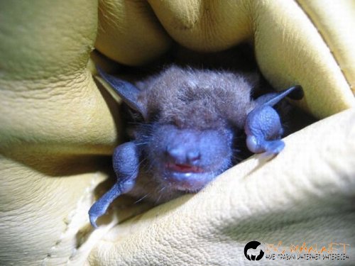 Най-интересни сники за днес - 26.05.2010 г.