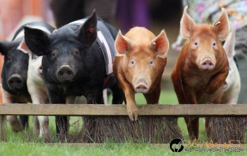 Най-интересните снимки за днес - 03.06.2010 г.