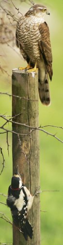 Най-интересните снимки за днес - 03.06.2010 г.