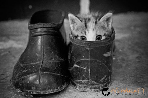 Най-интересни снимки за днес - 04.06.2010 г.