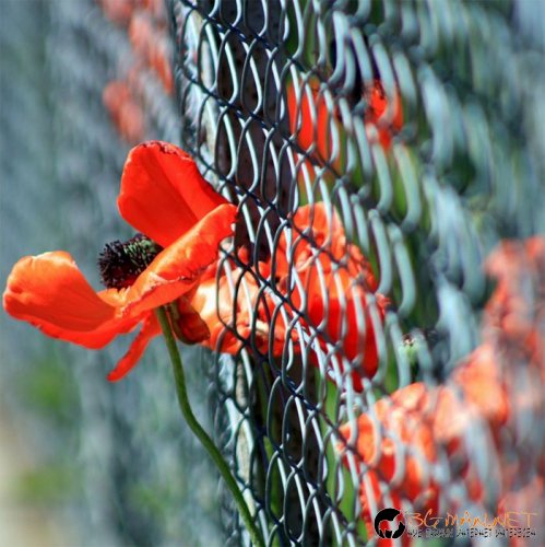 Най-интересни снимки за днес - 04.06.2010 г.