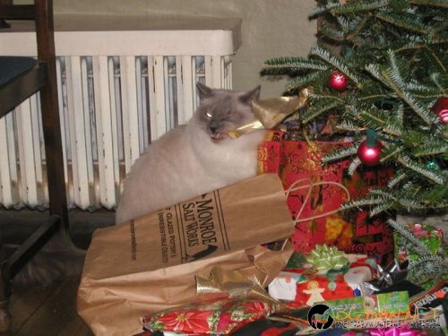 Най-интересни снимки за днес - 04.06.2010 г.