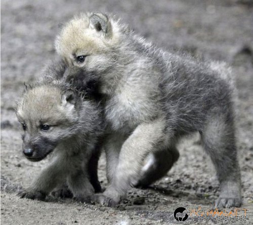 Най-интересни снимки за днес - 04.06.2010 г.