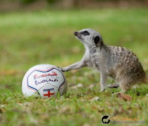 Най-интересните сниМки за днес - 07.06.2010 г.