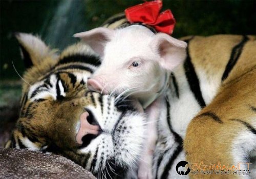 Най-интересните сниМки за днес - 07.06.2010 г.