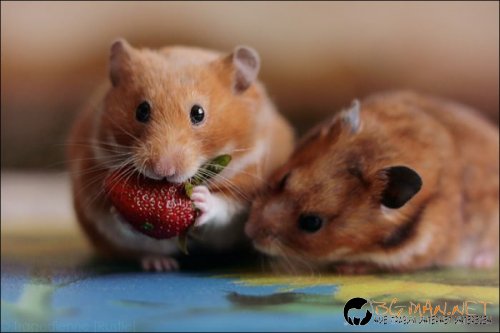 Най-интересните сниМки за днес - 08.06.2010 г.