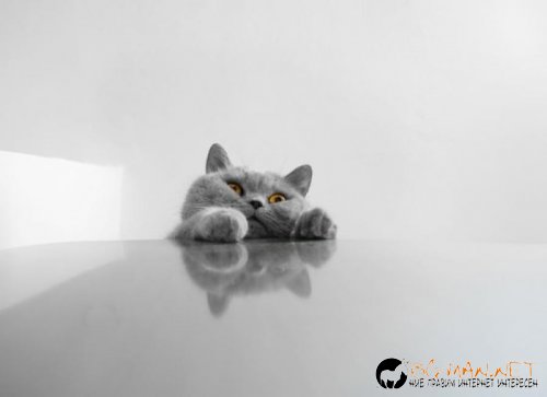 Най-интересните сниМки за днес - 08.06.2010 г.