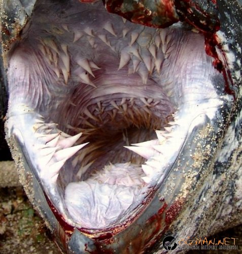 Най-интересните сниМки за днес - 09.06.2010 г.