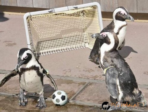 Най-интересните сниМки за днес - 10.06.2010 г.