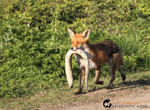 Най-интересните сниМки за днес - 11.06.2010 г.