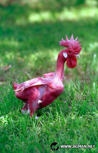 Голи пилета